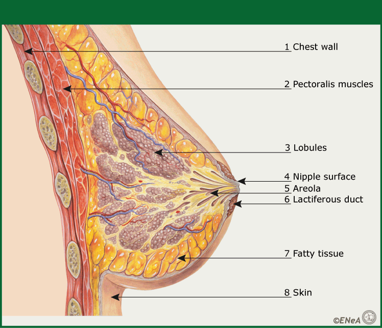 Figura 1: Anatomía macroscópica de la mama